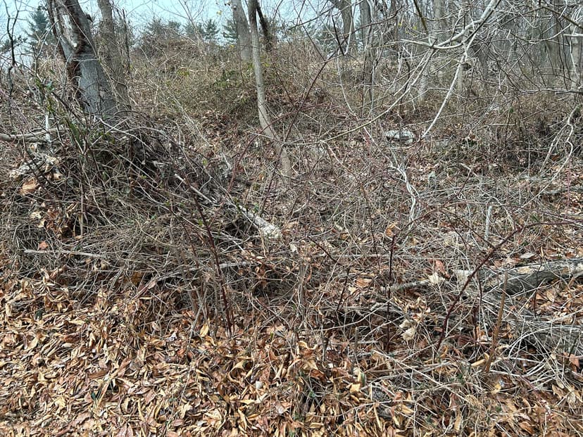 Brush Cleanup — before